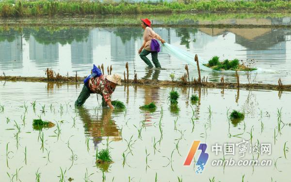 Grain in Ear akan membuat petani sibuk menanam