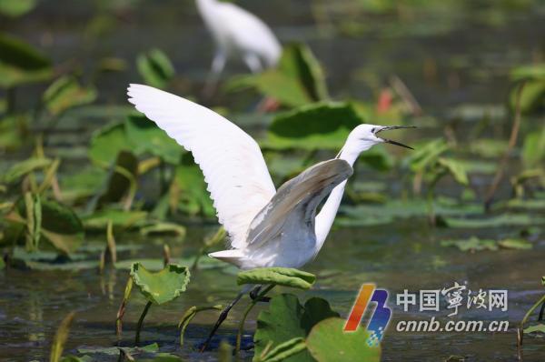 Kuntul menghuni Danau Dongqian